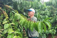 Le café est un produit d'exportation phare du Vietnam vers la Tunisie. Photo: VNA