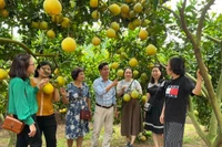 La province de Bac Ninh mettra en œuvre plusieurs mesures pour élargir les zones de culture, notamment pour les arbres fruitiers phares et les légumes. Photo: ministère de l'Industrie et du Commerce