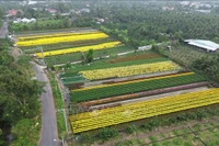 Afin de répondre à la demande du Nouvel An lunaire (Têt) 2026, la province de Dông Thap a produit plus de 2,25 millions de pots de fleurs ornementales. Photo: VNA