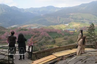 Des touristes admirent un jardin de cerisiers à Sa Pa. Photo: VNA