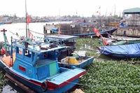 Da Nang restructure sa flotte de pêche pour protéger les ressources côtières. Photo: VNA