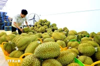 Durian frais, produit d'exportation phare du Vietnam vers la Chine. Photo: VNA