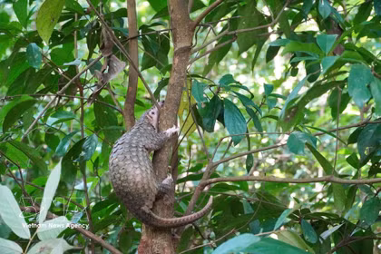 Le pangolin de 2,5 kg a été relâché dans son habitat naturel. Photo: VNA