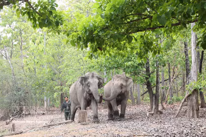 Les éléphants en bonne santé évoluent librement dans leur habitat naturel, témoignant de la réussite des efforts de conservation menés par le Centre de conservation des éléphants, de sauvetage des animaux et de gestion forestière de la province de Dak Lak. Photo: VNA