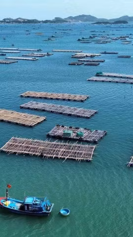 La mariculture, nouveau moteur de l'économie maritime du Vietnam