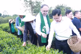 La délégation du corps diplomatique visite la coopérative de thé et de tourisme communautaire de Tien Yen. Photo: thainguyen.gov.vn.jpg