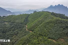 Le Vietnam recevra 5 millions de dollars entre septembre et octobre, provenant du transfert supplémentaire d'un million de tonnes de CO2 à la Banque mondiale. Photo: VNA