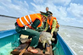 La tortue olivâtre de 60 kg relâchée à la mer à Ca Mau. Photo: VNA