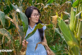 Le Festival du maïs gluant de Cam Nam valorise les produits agricoles et l’identité culturelle de Hoi An