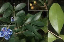 « Sầm cuống dài » (Memecylon longipedunculatum), l'une des trois espèces nouvellement découvertes au parc national de Nui Chua. Photo: VNA