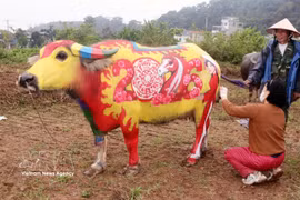 Le buffle qui a remporté le premier prix du concours. Photo: VNA