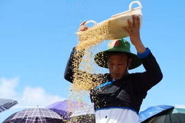 Récolte des grains de riz dorés sur les terrasses verdoyantes de Ta Leng. Photo : VNA