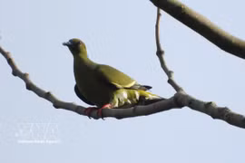 Le comité de gestion des forêts à usage spécial du Sud de Quang Tri annonce la découverte de 35 nouvelles espèces d’oiseaux dans la Réserve naturelle de Dakrong. Photo. VNA