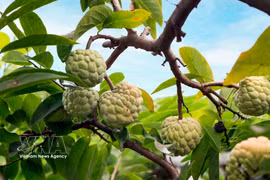 Bénéficiant d'un climat et d'un terroir particulièrement favorables, la pomme cannelle de Bo Ly se caractérise par ses quartiers fermes et sa saveur délicatement sucrée. Photo: VNA