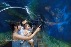 Des touristes apprécient de découvrir la vie marine au musée de l'Institut océanographique de Nha Trang. Photo: VNA