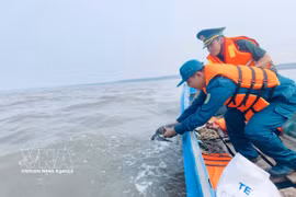 Relâche d'une tortue olivâtre en mer à Ca Mau. Photo: VNA