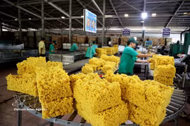 Dans le secteur du caoutchouc, le Vietnam figure parmi les principaux producteurs et exportateurs mondiaux, mais ses ventes restent largement concentrées sur le latex brut. Photo: VNA