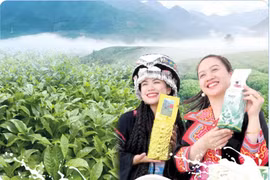 Les zones de théiculture continuent de s’étendre à Lai Chau, affirmant la position de cette plante comme culture clé de la province. Photo: baolaichau.vn