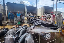 Des thons vendus au port de Tam Quan dans la province de Gia Lai. Photo: VNA
