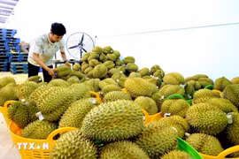 Durian frais, produit d'exportation phare du Vietnam vers la Chine. Photo: VNA