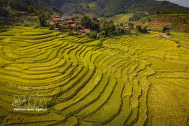 Les rizières en terrasses se succèdent aux abords du village de l'éthnie Thai à Chieng Sinh. Photo: VNA