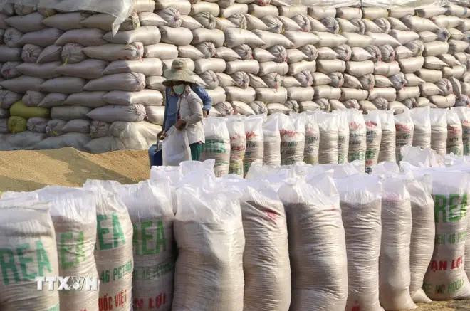 L’augmentation du prix à l’exportation du riz vietnamien s’explique par la demande croissante de plusieurs pays. Photo: VNA 4.webp