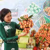 La province septentrionale de Bac Ninh a enregistré plus de 2.623 milliards de dôngs (environ 99,5 millions de dollars) de revenus tirés du litchi dès le début de la campagne de récolte 2026. Photo: VNA