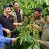 Le programme NESCAFÉ Plan de Nestlé, initiative phare de Nestlé en matière de développement durable, a déjà soutenu plus de 21.000 ménages agricoles, permis la replantation de 86.000 hectares de café et augmenté les revenus agricoles de ces ménages. Photo : Bnews