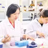 La nanovitexine issue des téguments de haricot mungo contribue à renforcer le traitement du diabète. Photo: nhandan.vn