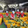 Tri de pomelos verts destinés à l'exportation à l'usine du groupe Vina T&T, dans la province de Vinh Long. Photo : VNA