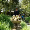Le durian est l’un des principaux fruits d’exportation du Vietnam vers le marché chinois. (Photo : VNA)