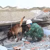 Les chiens de recherche sont déployés en premier pour repérer les zones où pourraient se trouver des victimes. Photo: VNA