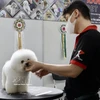 Le Vietnam s’impose comme une destination stratégique pour les exportateurs sud-coréens d’aliments et d’accessoires pour animaux de compagnie. Photo: VNA