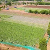 Le modèle de culture maraîchère conforme aux normes VietGAP mis en œuvre par les agriculteurs de la commune d'An Phu, province de Quang Ngai, s'est avéré très efficace. Photo : VNA