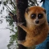 Le loris pygmée. Photo: VNA