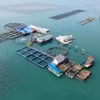 Ferme marine de haute technologie du groupe STP à Van Don, province de Quang Ninh. Photo : nhandan.vn