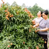 Environ 4 010 tonnes de litchis précoces ont déjà été commercialisées depuis le début de la récolte. Photo: VNA
