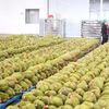 La ville de Dong Nai prévoit d'atteindre une production de 360 000 tonnes de durians d'ici 2030. Photo : VNA