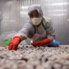 Transformation de palourdes destinées à l'exportation à l'usine de la société par actions d'import-export de produits aquatiques de Thanh Hoa, province de Thanh Hoa. Photo : VNA