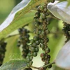 Le pays a exporté 30 638 tonnes de poivre de toutes sortes en mars dernier. Photo: VNA