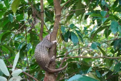 Le pangolin de 2,5 kg a été relâché dans son habitat naturel. Photo: VNA