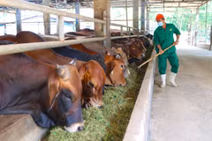 Développement du marché Halal dans le Sud-Ouest et le delta du Mékong