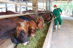 Développement du marché Halal dans le Sud-Ouest et le delta du Mékong