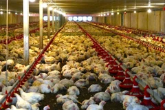 Les technologies de pointe sont largement déployées dans les fermes d'élevage intensif de Tây Ninh. Photo : VNA