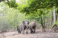 Les éléphants en bonne santé évoluent librement dans leur habitat naturel, témoignant de la réussite des efforts de conservation menés par le Centre de conservation des éléphants, de sauvetage des animaux et de gestion forestière de la province de Dak Lak. Photo: VNA
