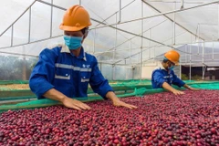 Le café vietnamien est peu présent sur le marché américain, l'essentiel des exportations étant orienté vers l'Union européenne. Photo: thanhnien.vn