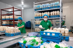  Hanoï mise sur les technologies numériques pour moderniser son agriculture. Photo: hanoimoi.vn