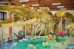 Les deux plus grands squelettes de baleine du Vietnam sont consacrés au temple Tân, dans le district de Ly Son (actuellement zone spéciale de Ly Son, province de Quang Nga au Centre). Photo: baoquangngai
