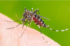 Dengue : une épidémie de plus en plus difficile à prévoir