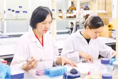 La nanovitexine issue des téguments de haricot mungo contribue à renforcer le traitement du diabète. Photo: nhandan.vn